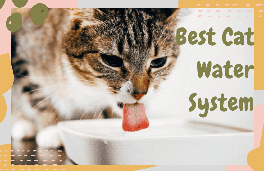 How to Find the Best Cat Water System - OliveKnows