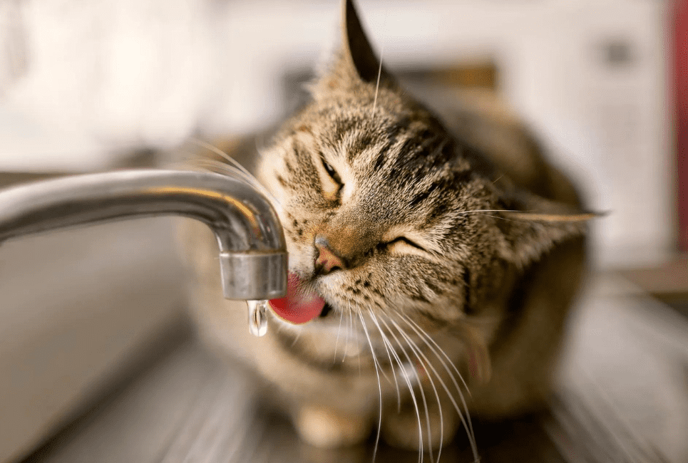 cat drinking water 