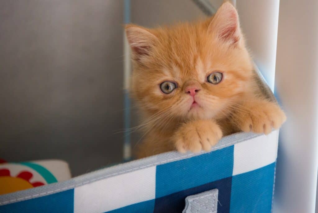 ginger cat in a box