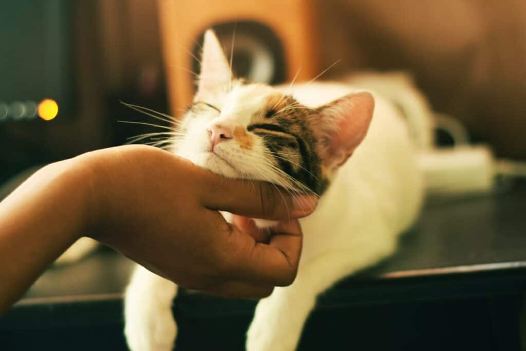 someone petting a cat's chin